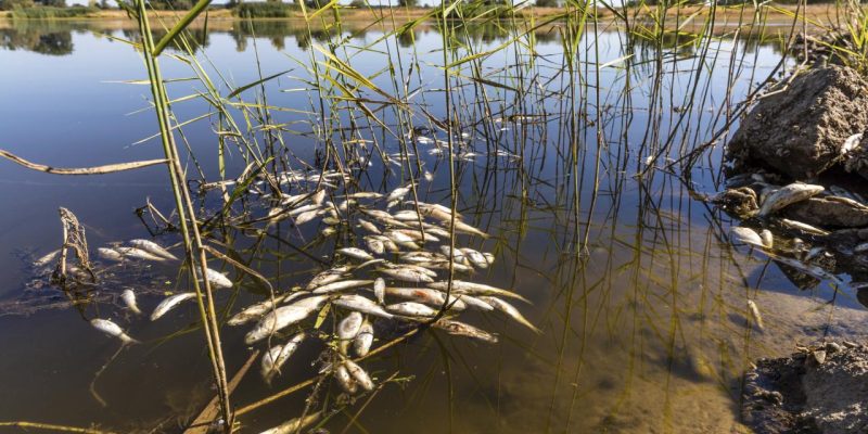 Almanya: Oder Nehri'nden en az 300 ton ölü balık çıkarıldı