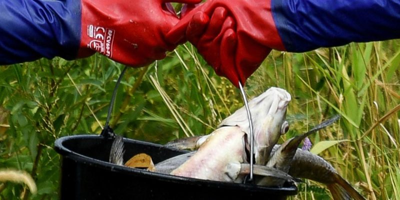 Almanya'dan Polonya'ya Oder Nehri'ndeki balık ölümlerinin sorumlularını bulma çağrısı