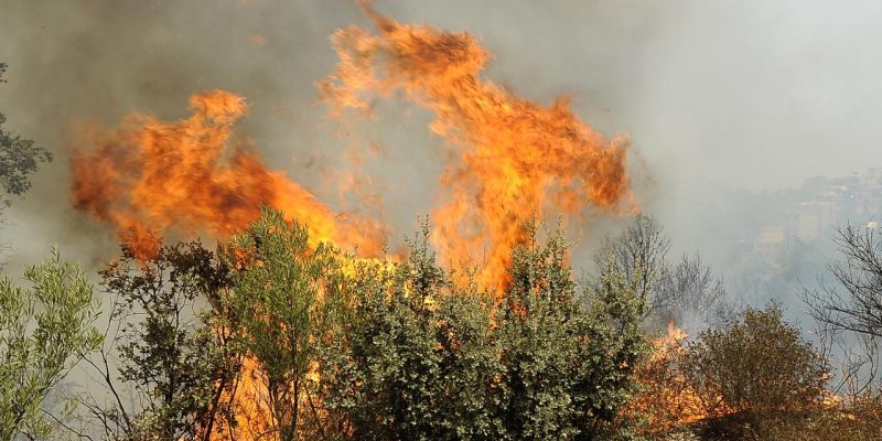 Cezayir’de orman yangınları: 13 kişi gözaltında